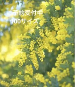 フレッシュ ミモザ の枝 予約 - メルカリ