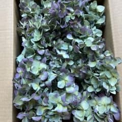 紫陽花 ドライフラワー G3 60サイズ北海道産 - メルカリ