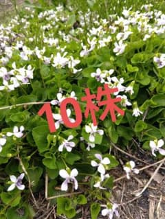 ニョイスミレ 如意菫 10株 ツボスミレ 菫 スミレ すみれ 山野草 自生種