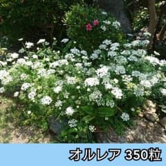 オルレア❇️350粒以上 完熟してから採りました。のサムネイル