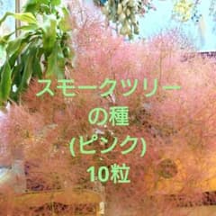 スモークツリーの種(ピンク)のサムネイル