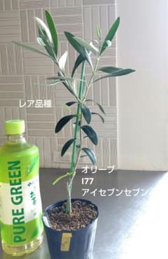 オリーブの苗☆I77 アイセブンセブン オリーブの木 苗木【212】 - メルカリ