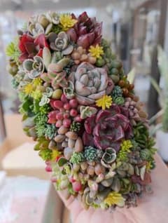 そのまま飾れる多肉植物寄せ植え♡（暑さ蒸れ防止にて速達付き）のサムネイル