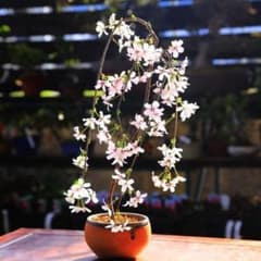 枝垂れ桜の種　30個のサムネイル