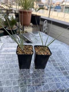 たぶん ユッカ ロストラータ 2鉢セット/ ドライガーデン 元気苗 第四種