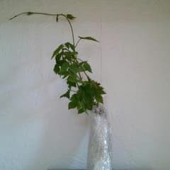 今年芽が出たホップの苗です。のサムネイル
