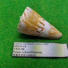 ミズヒキイモ48ミリ 貝殻標本のサムネイル