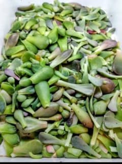 多肉植物　葉挿しセットのサムネイル