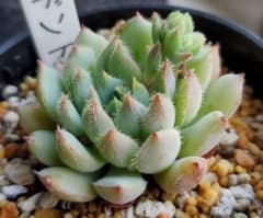 エケベリア　ドントのサムネイル