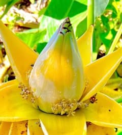購入は今がチャンス。植え込みに最適。希少植物地湧金蓮の100センチサイズ鉢上げのサムネイル