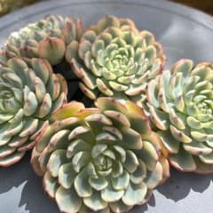 姫蓮錦　1ヶ＊カット苗・韓国苗・多肉植物のサムネイル