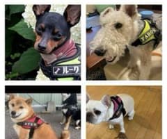 おがちゃん様専用　オリジナル　ユリウスk9などののサムネイル