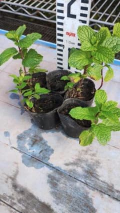 送料込み、スペアミント苗一つ。モヒートの材料。ベランダ菜園に。強いので栽培が簡単のサムネイル