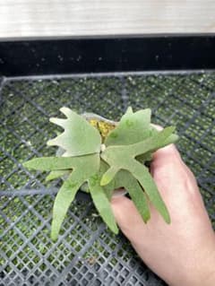 170 ビカクシダ P. Willinckii Nano TC - メルカリ