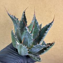 アガベ　モンタナ　イラン産　美株 アガベ モンタナ イラン産 極上鋸歯高発色株 極上美株 特選 鮮やか緑葉