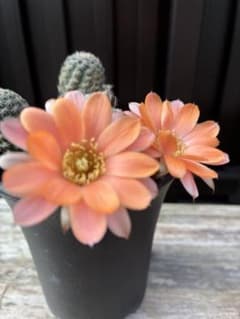 サボテン メディオロビビア♪カキコ1つ 59-紅梅 超人気 花サボテン メディオロビビア 大きめカキコ - メルカリ サボテン