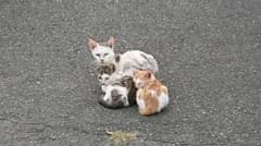かえるさん専用のサムネイル