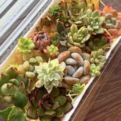 NEW❗️【レア種】ザクロ 女雛錦 多肉植物詰め合わせ カット苗多肉弁当