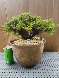 送料無料】40年物 岩松 イワヒバ 岩ヒバ 盆栽 山野草 高山植物 499