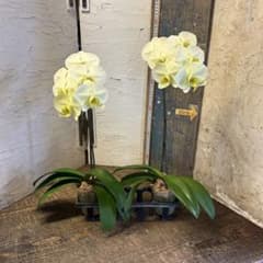 胡蝶蘭　キウイドール　6ポット ファレノプシス 専用商品】 胡蝶蘭 キウイドール ファレノプシス - メルカリ