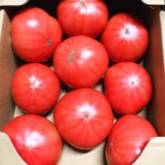 大玉トマト桃太郎【花火】のサムネイル