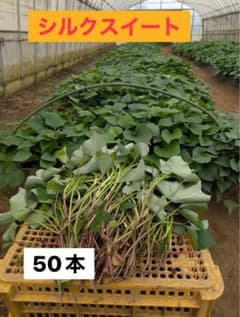 シルクスイート 50本セット　千葉県産のサムネイル