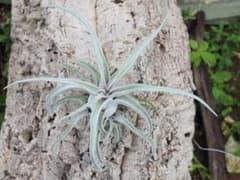Tillandsia 'Lucille'のサムネイル