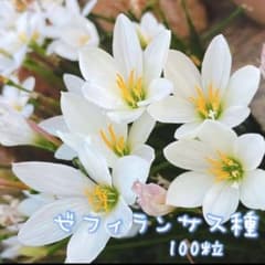 ✽.。.:* タマスダレ ゼフィランサスの種 100粒✽.。.:*のサムネイル