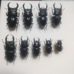 完全ワイルド野外採集の オオクワガタ ９個体の グラデーション オオクワガタ・ワイルド（野外採集個体）産卵セット割り出しの様子 標本