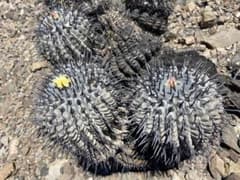 【種子】#750 Copiapoa / コピアポア,黒王丸,孤竜丸