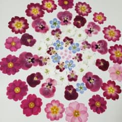 押し花素材⑦のサムネイル