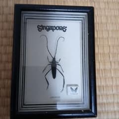 シンガポール 昆虫標本 黒フレーム シンガポールの長角虫標本 - メルカリ