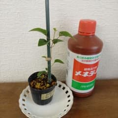 壺型クレマチス 挿し木苗 ポットごと発送 - メルカリ