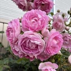 バラ苗 挿し木苗 明るいピンクのバラ - メルカリ