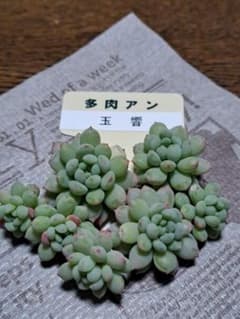 ☆玉響☆多肉あん☆カット苗☆第4種郵便☆月曜日発送予定☆ - メルカリ