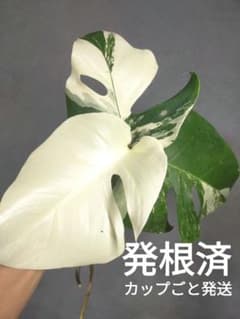 発根済み   モンステラ ホワイトタイガ  鉢ごと発送 発根済！斑入りモンステラ 葉付きトップカット ホワイトタイガー