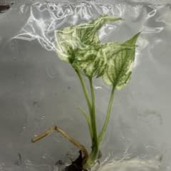 E46デビルモンスターモンステラ Monstera Devil Monsterのサムネイル