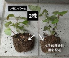 【レモンバーム 】〈2株セット〉農薬不使用 【根がしっかり張っています!!】のサムネイル