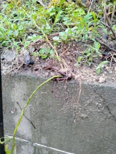 ピンク色の花を咲かせるつる性バラの苗(モーツアルト)のサムネイル