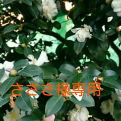 さささ様専用出品です。のサムネイル