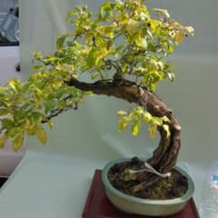 珍品瑠璃ビョウタン大品盆栽です圧巻太幹です。黒松、赤松、五葉松盆栽