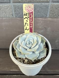 ☆ぺったん☆札付き ポットごと ミックスベリア 051 おらいさん苗