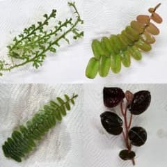 パルダリウム植物4種のサムネイル