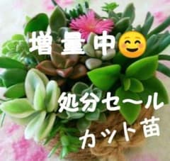 多肉植物 寄せ植え 詰め合わせ おまかせカット苗 可愛い 健康な植物