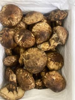 新鮮な松茸 1kg - メルカリ
