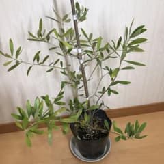 オリーブの苗木　2品種　ミッション　と　ネバディロブランコのサムネイル