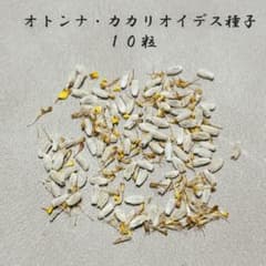 オトンナ　カカリオイデス種子10粒のサムネイル