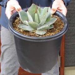 現品】パリー トルンカータ（トランカータ） フレキシスピナ 吉祥天 8