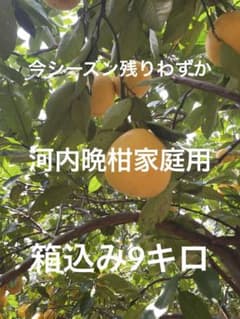 木成り河内晩柑家庭用箱込み9キロのサムネイル