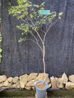山採り アセビ 馬酔木 約180センチ - メルカリ